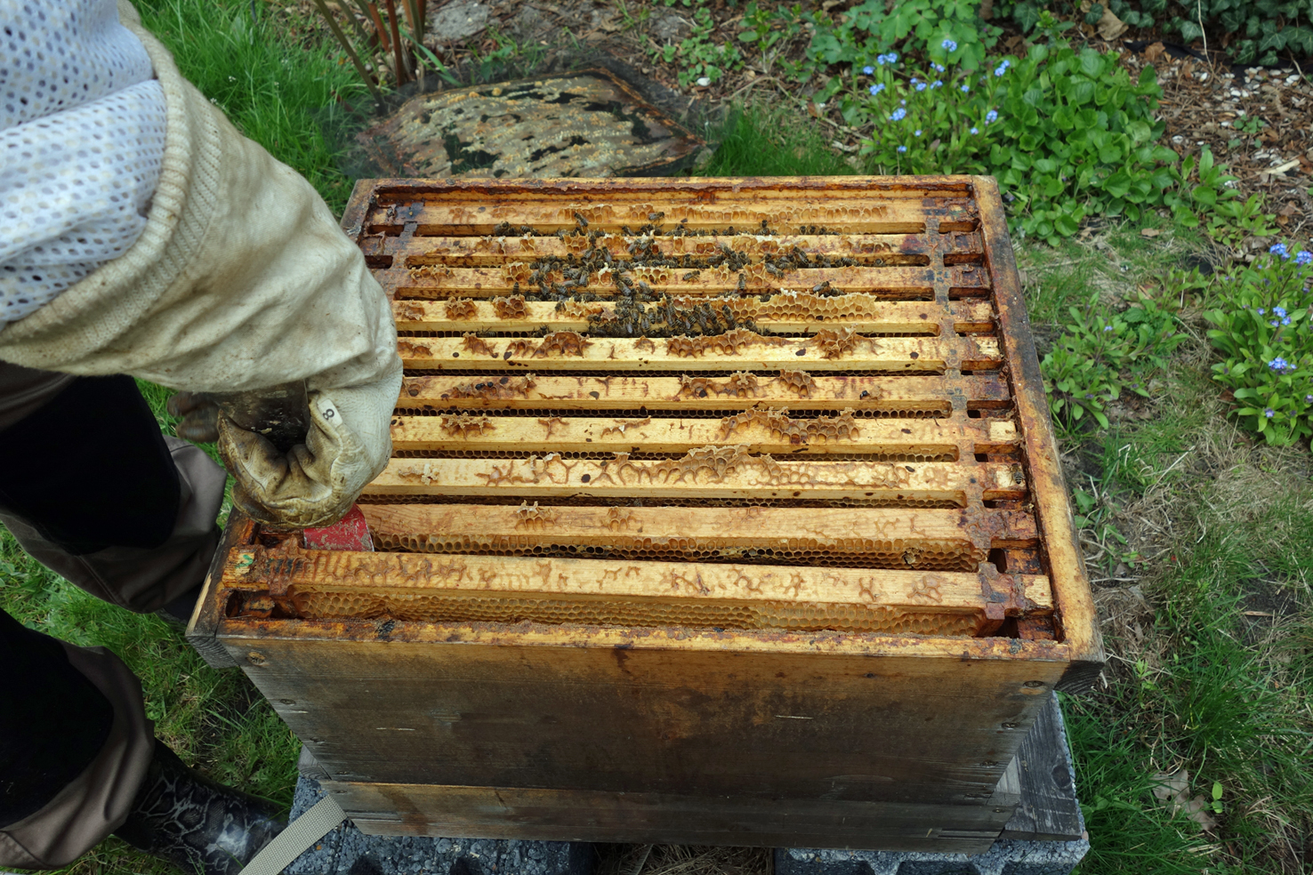 Einblicke in einen Bienenstock 399 m² Melis Garten