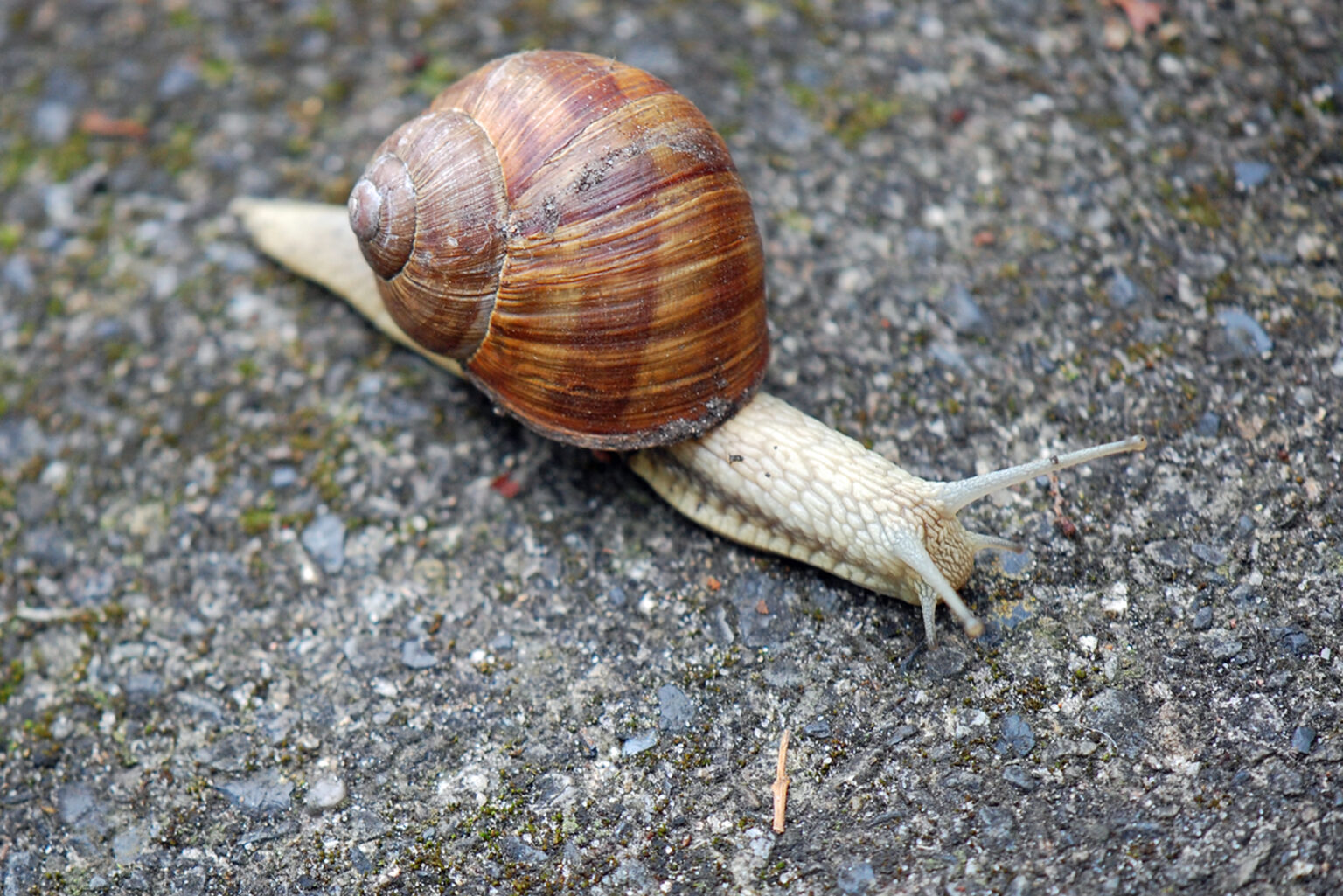 Weichtiere Schnecken und Schnegel Melis Garten