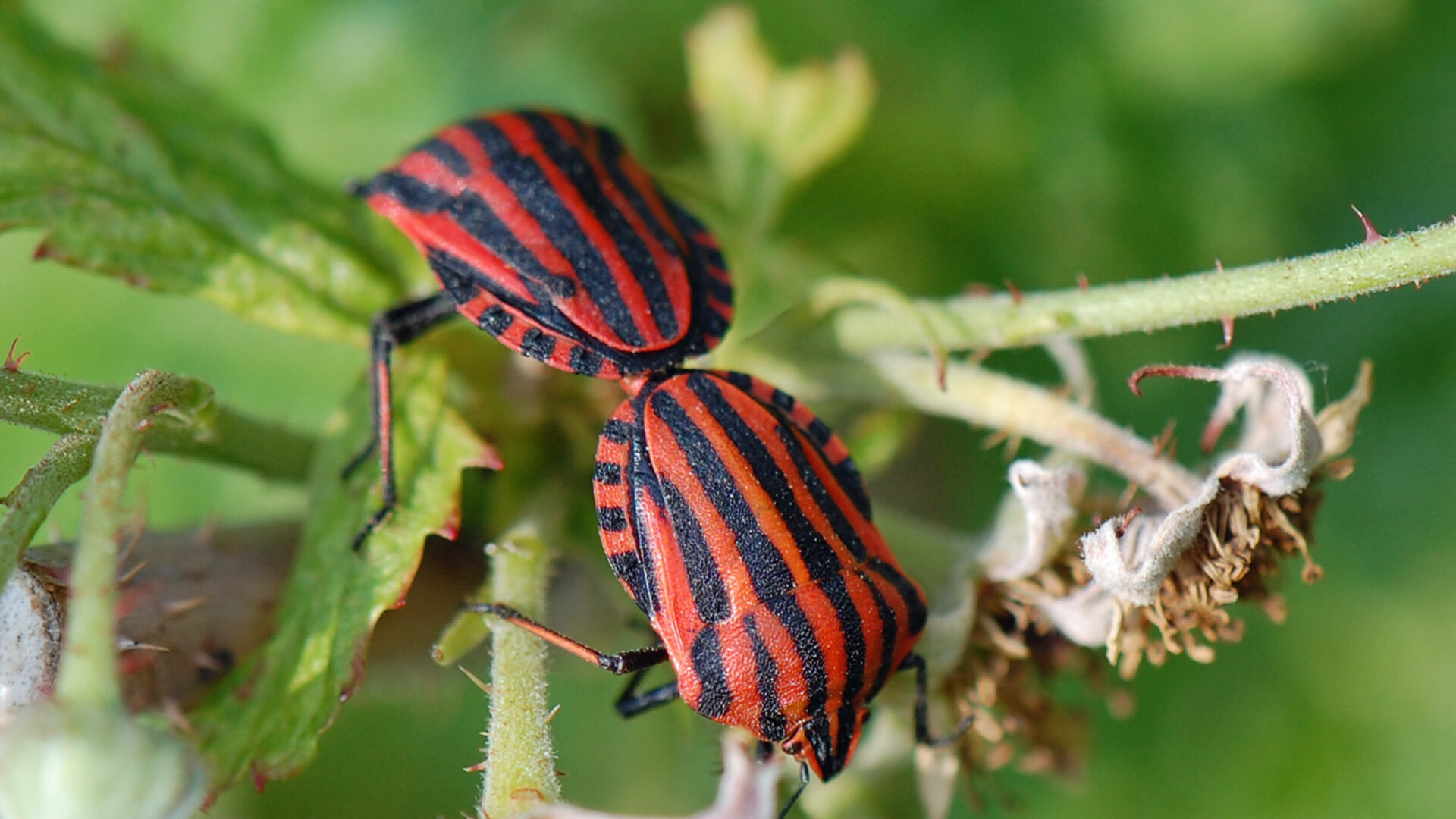 Wanzen (Heteroptera) Melis Garten